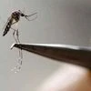 Chikungunya, dengue, malaria sting New Delhi; over 1,700 people affected