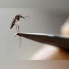Chikungunya, dengue, malaria sting New Delhi; over 1,700 people affected Chikungunya, dengue, malaria sting New Delhi; over 1,700 people affected