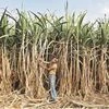 Farmer grows cane crop upto 16-ft with trench technique in UP's Meerut