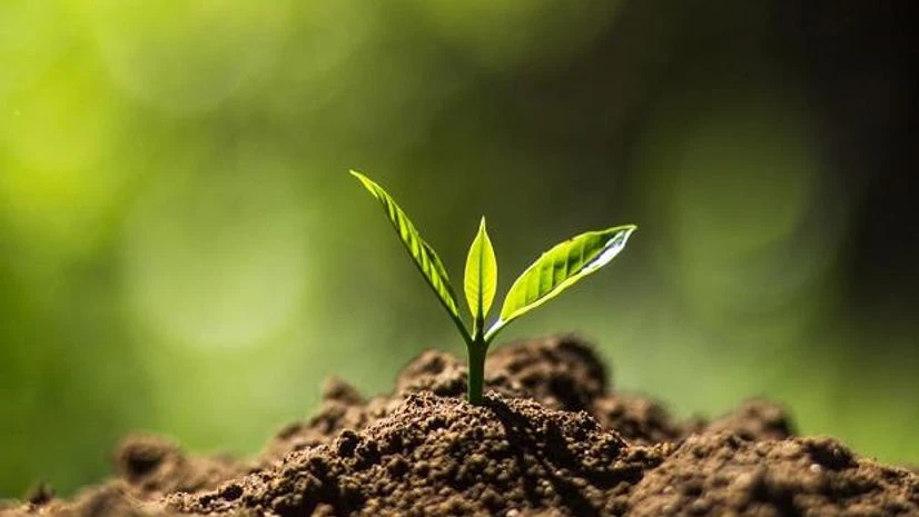 Leaf, Leaves Leaf, Leaves