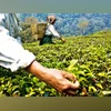 Darjeeling tea workers may get equity stake in gardens Darjeeling tea workers may get equity stake in gardens