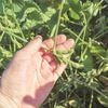 Soybean sown in 905,000 hectares in current kharif season, says SOPA