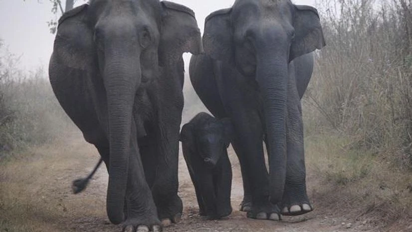 Elephants in Meghalaya Elephants in Meghalaya