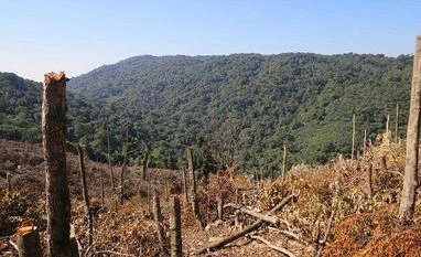 Global deforestation slowing, but tropical rainforests under threat: FAO Nokrek deforestation