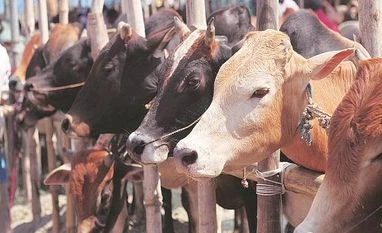 Ban beef export, don't be hypocritical: AICC Goa in-charge to BJP Cow, Beef, Gaushala, Cow Shelter
