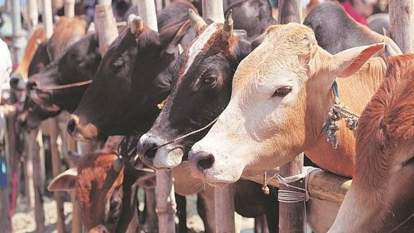 Cow, Beef, Gaushala, Cow Shelter How cow-related violence has risen in India