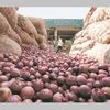 Onion price hits six-week high
