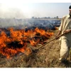 Stubble burning
