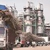 sugarcane