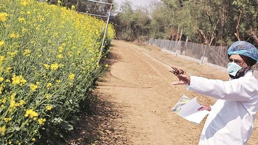 GM mustard GM mustard