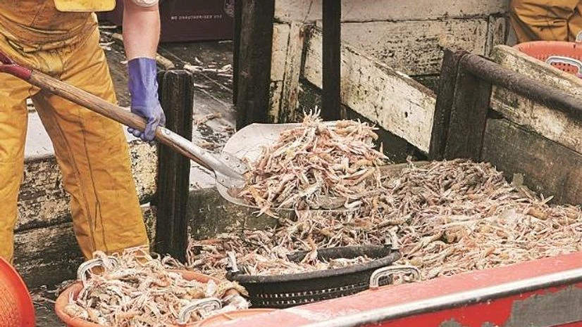 shrimps, prawns shrimps, prawns