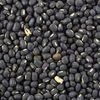 urad bean, black gram, urad