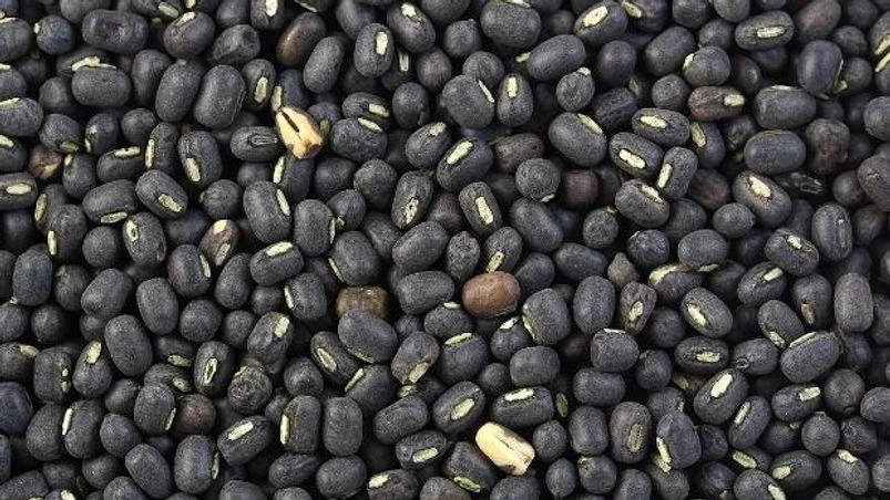 urad bean, black gram, urad urad bean, black gram, urad