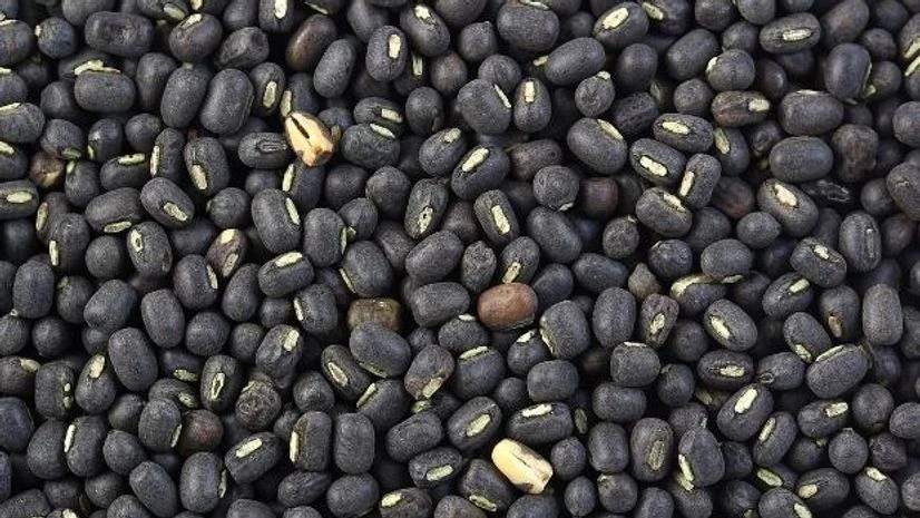 Urad, moong sowing area rise during week ended Sept 6, shows data | Agriculture urad bean, black gram, urad