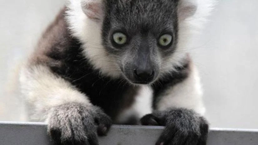 Climate change may be a stealthy killer for bamboo lemur; could starve them bamboo lemurs, lemur, lemurs monkey