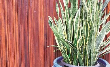 One thing millennials haven't killed is houseplants, thanks to Instagram plant