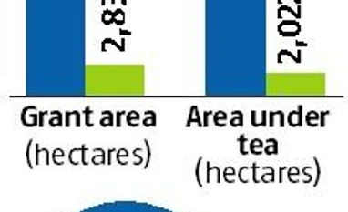 Tata Global Beverages arm APPL launches tea brand without leaning on parent Graph