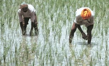 Red tape, glitches: 991 farmers kill themselves as Maha bungles loan waiver Red tape, glitches: 991 farmers kill themselves as Maha bungles loan waiver