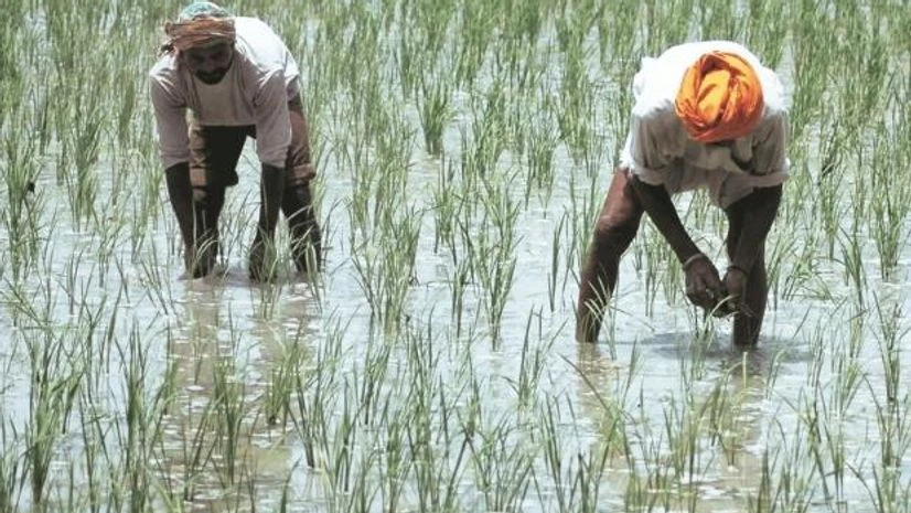 farmers, agriculture farmers, agriculture