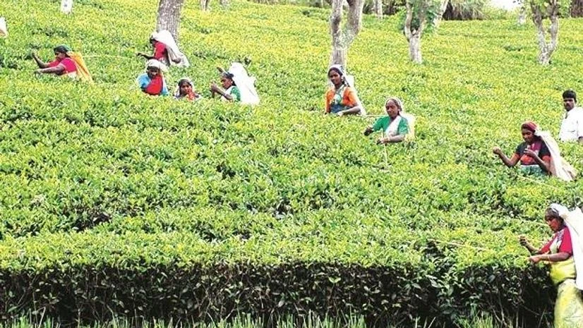 darjeeling tea darjeeling tea