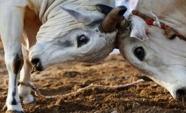 Stray cattle claims another life: This time an Argentine tourist in Jaipur 'Lack of oxygen in ambulance cost Argentinian tourist his life in Jaipur'