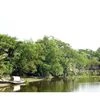 Part of newly developed mangrove forest along the Chitra river in Katakhali village under Mulghar union of Bagerhat. Photo: Sheikh Hedayet Ullah