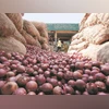 Asian buyers struggle with high price of onions after India's export ban Onions, onion prices, onion export, onion import