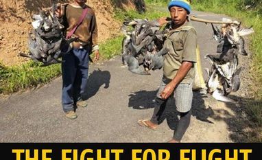 NWBCT: Nagaland's trust is working to prevent killing of Amur Falcon weekend