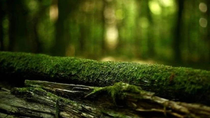 Biodiversity Biodiversity