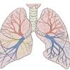 Lungs