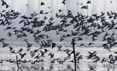 Kargil records coldest night, mercury slips to -20 degrees Celsius Migratory birds flying over the Hokersar wetland located on the outskirts of Srinagar. File Photo: PTI