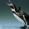 Will you let penguins drown for fish and chips? Here's what threatens them