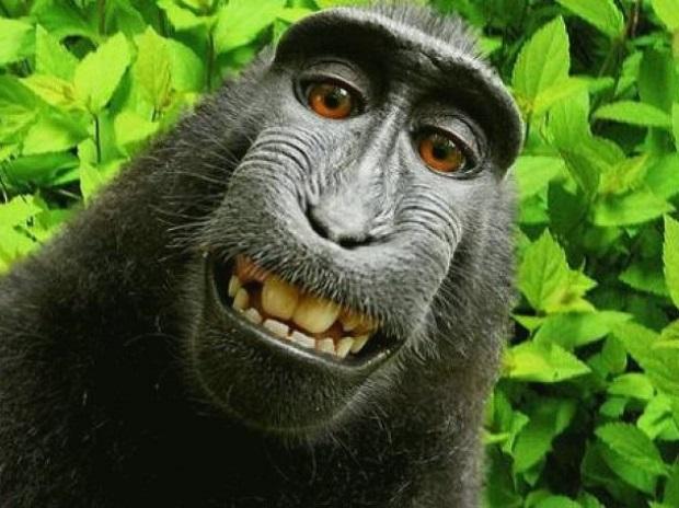 Indonesia's selfie-snapping monkey Naruto declared 'Person of the Year'