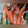 Cong holds demonstration in Lucknow for Sebi chief's resignation, JPC probe | Politics News Congress flag