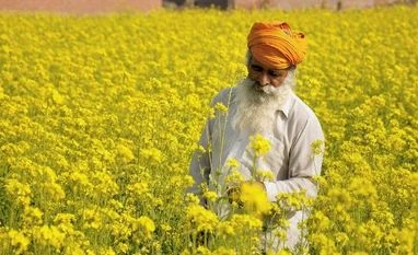 Any compelling reason for environmental release of GM Mustard? SC to Centre farmers, crop, agriculture, mustard