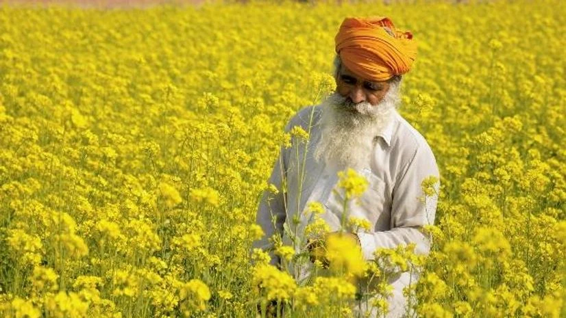 farmers, crop, agriculture, mustard farmers, crop, agriculture, mustard