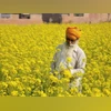 farmers, crop, agriculture, mustard farmers, crop, agriculture, mustard