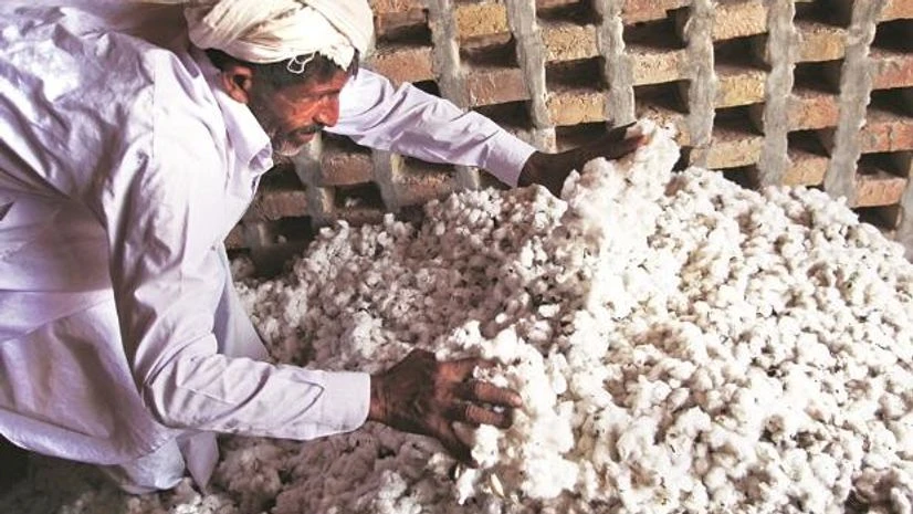 Cotton Cotton