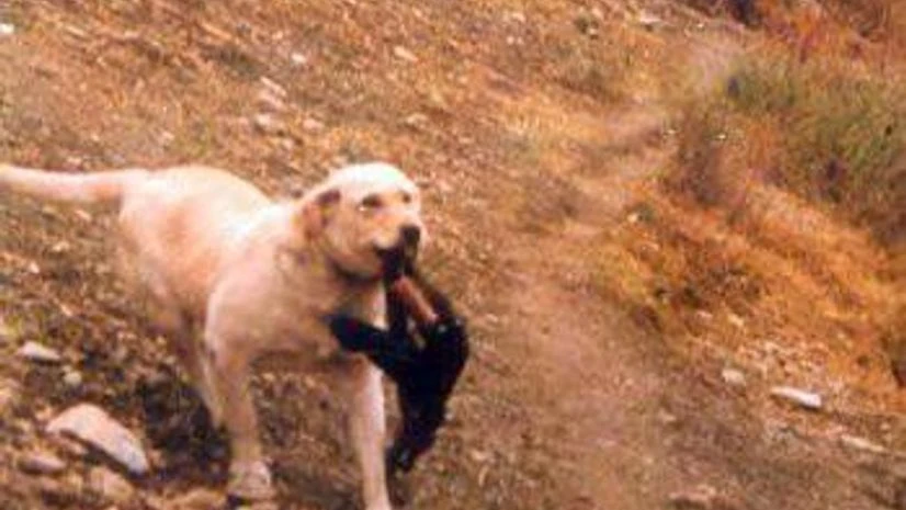 'Rex' carrying an assault rifle. 'Rex' carrying an assault rifle.