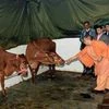 Yogi, Yogi Adityanath, Uttar Pradesh