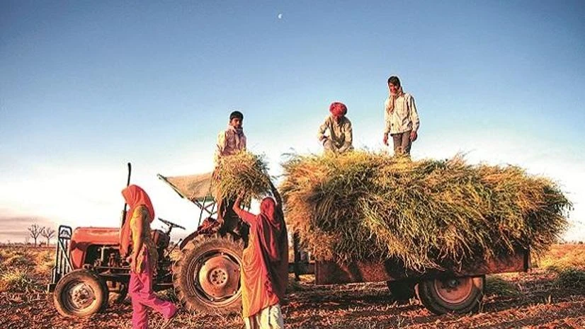 agriculture, farming, crops, cultivation agriculture, farming, crops, cultivation