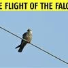 Nature’s great spectacles: Spotting Amur falcons in Nagaland’s forest