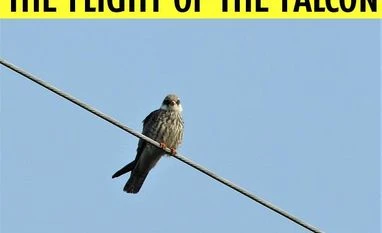 Nature's great spectacles: Spotting Amur falcons in Nagaland's forest Nature’s great spectacles: Spotting Amur falcons in Nagaland’s forest