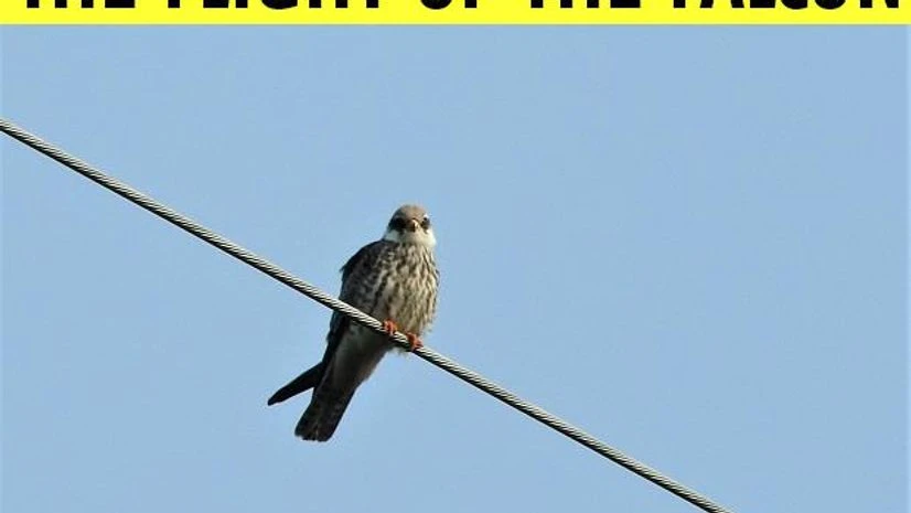 Nature’s great spectacles: Spotting Amur falcons in Nagaland’s forest Nature’s great spectacles: Spotting Amur falcons in Nagaland’s forest