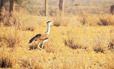 The last stand of the Great Indian Bustard The last stand of the Great Indian Bustard