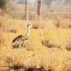 The last stand of the Great Indian Bustard