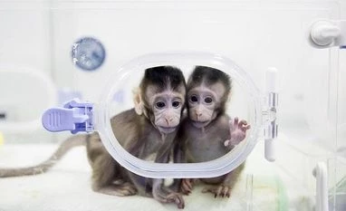 In a first, scientists clone monkeys by process that made Dolly the sheep Monkeys