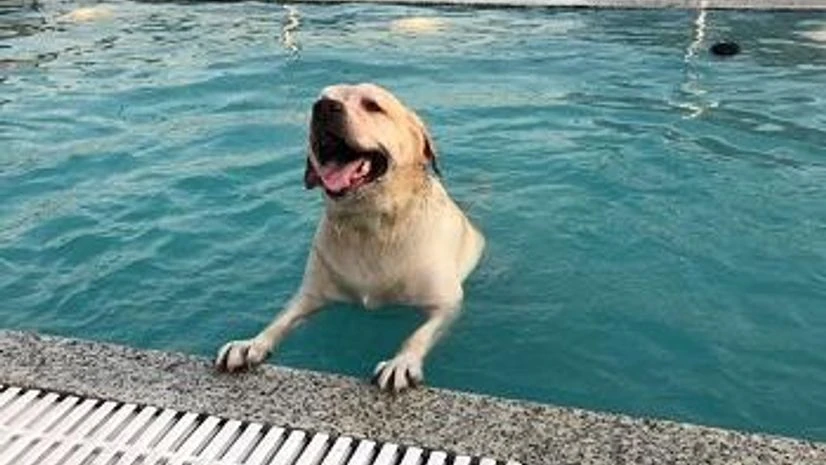 The swimming pool at Critterati in Gurugram The swimming pool at Critterati in Gurugram