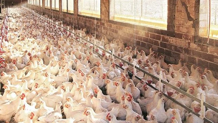 chicken, hen, poultry chicken, hen, poultry