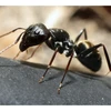 Research shows ants play an important part in forest regeneration